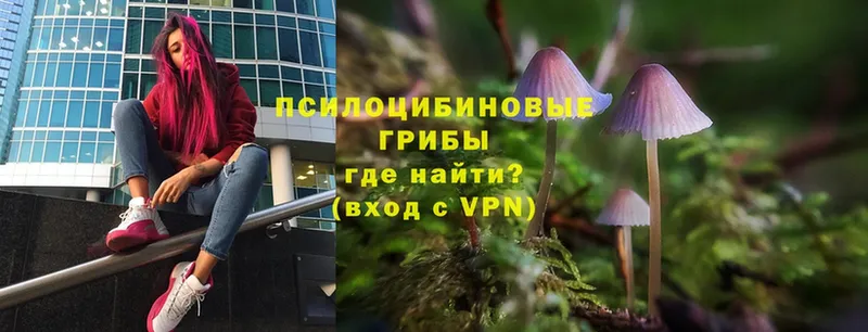 Псилоцибиновые грибы Psilocybe  Усть-Лабинск 